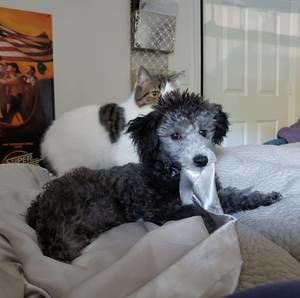 Meet your Posher, Chelsi